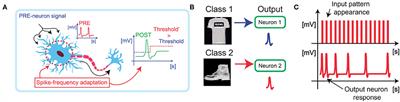 A Brain-Inspired Homeostatic Neuron Based on Phase-Change Memories for Efficient Neuromorphic Computing